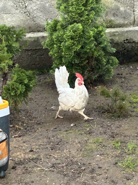 Курица домашняя белая