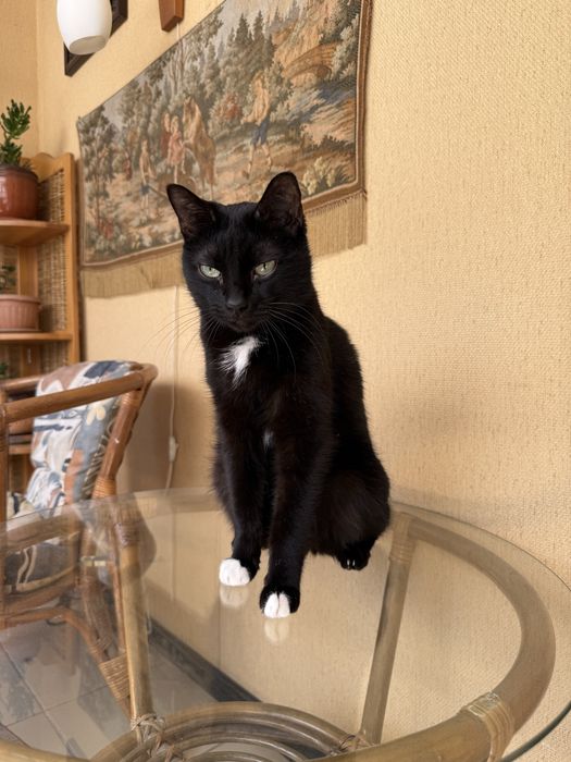 Отдам кота в любящие руки