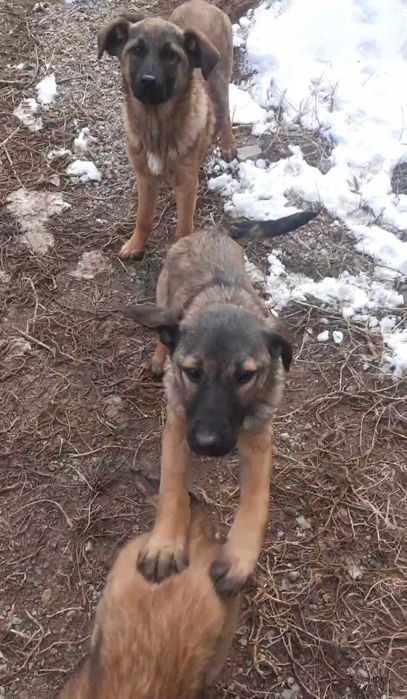 Отдадим щенков в хорошие руки