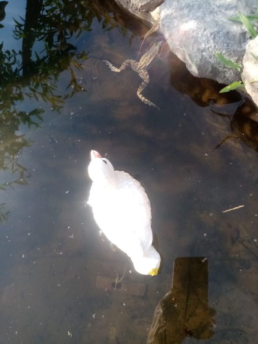 Продается дача 1-ая дачная