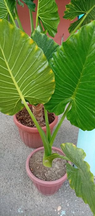 Fil quloq guli tabiiy  manzarali gul 3 ta 2tasi kichik tuvakda 1 katta