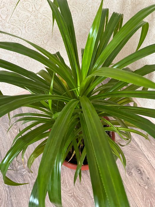 Үй гүлдері/домашние цветы