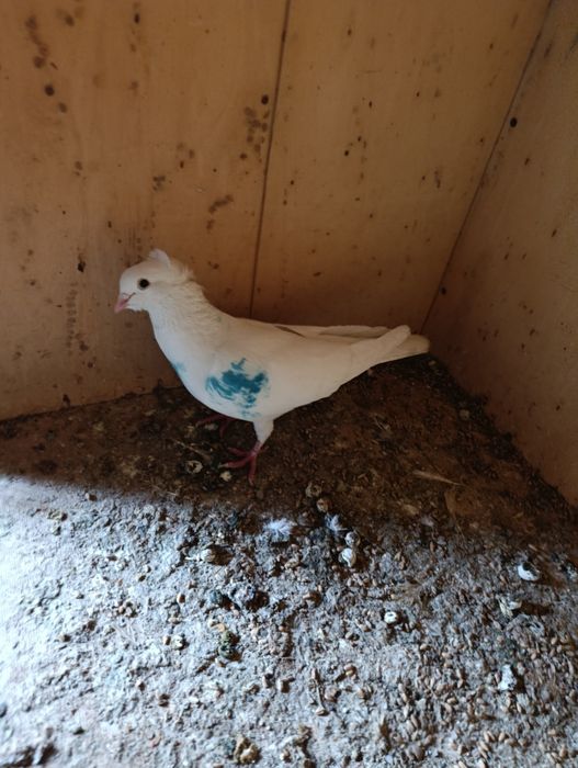 Голубь чубатый лет есть