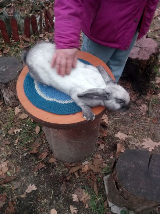 Iepuri rasa de Cluj secuiesc