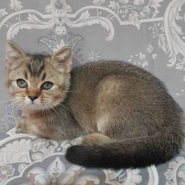 Продаётся 4-х месячный шикарный котёнок шиншилла..