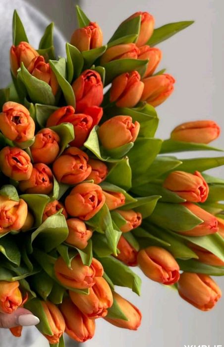 Оптом тюльпаны из Голландии.