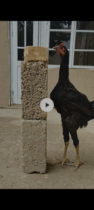 Gigant Qora shaxzoda  Гигант Кора шахзодалар