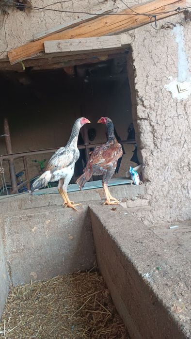 Dakan jojala sotiladi