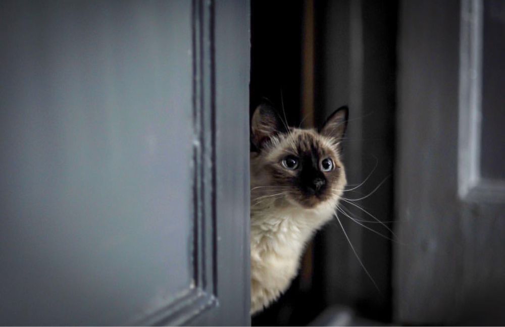 Передержка домашняя