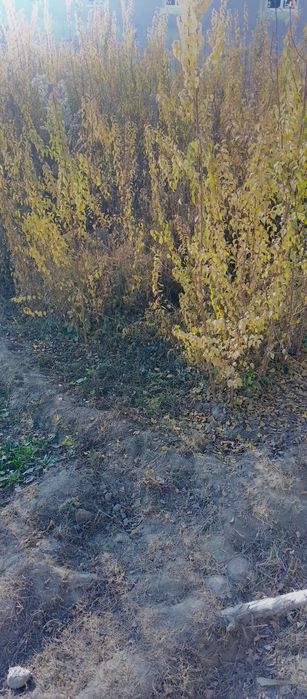 Zaldori nihollari sotiladi mayda donak