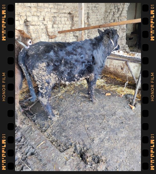 Gonajin soglom egze buqa sigir