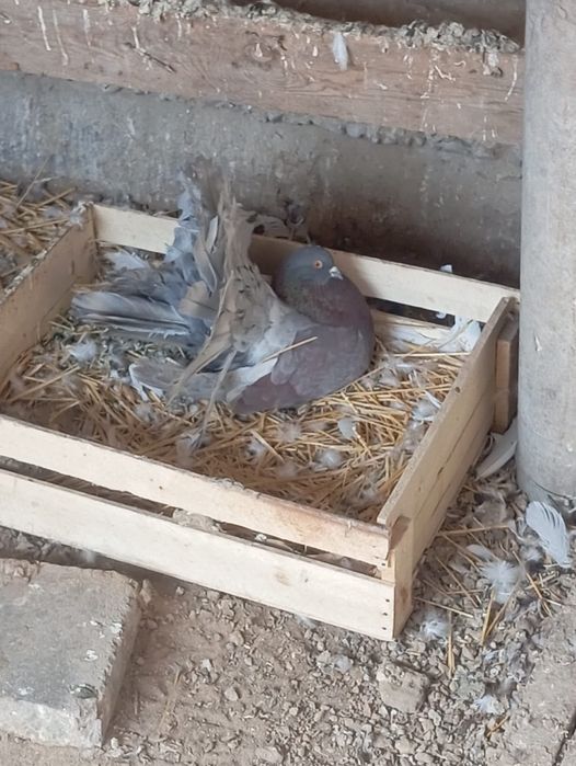 Голуби-павлины .