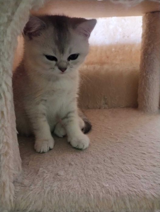 Британската сребърна чинчила, златна чинчила