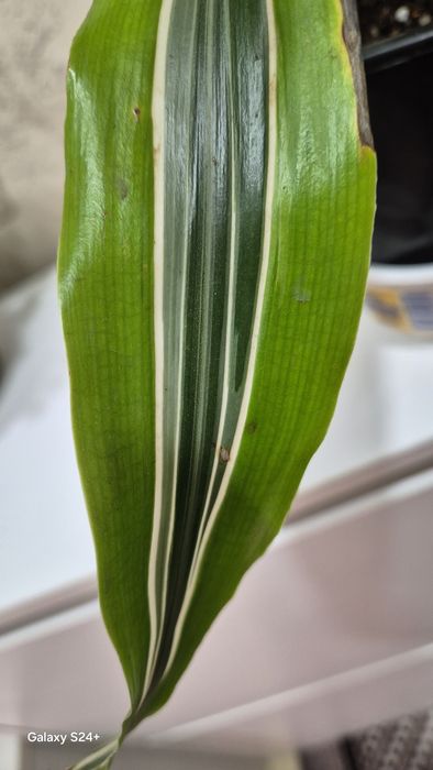 Драцена душистая Лемон лайм