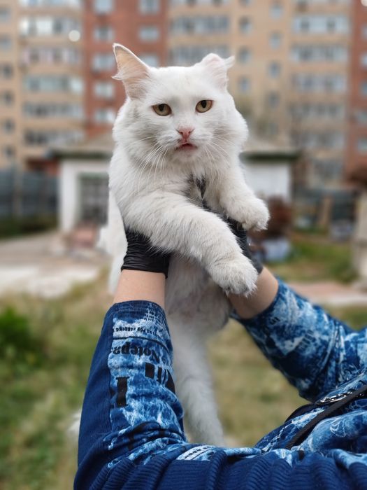 Хранительница уюта кошечка Беляшка для  вашего дома