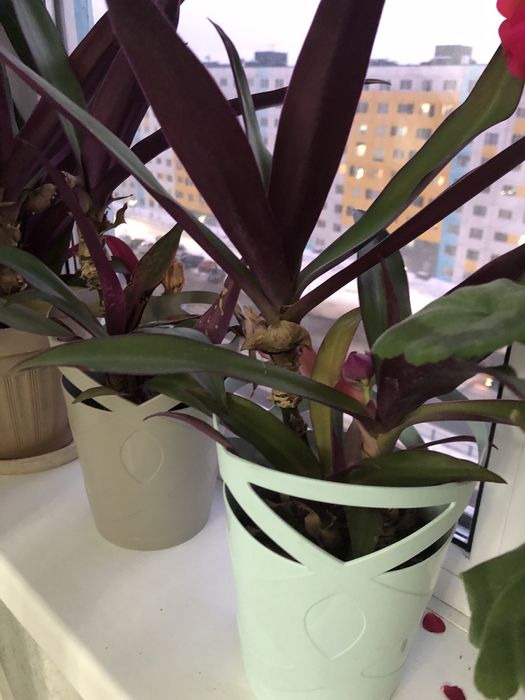 Комнатные растеня 2500т