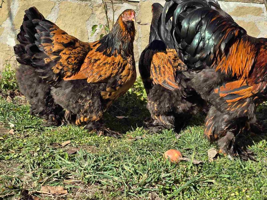 Продавам разплодни яйца от Златно кантирана Брама [Gold Laced Brahma]