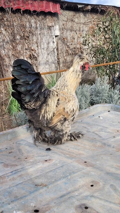 Cocosi motati încălțați bărboși.