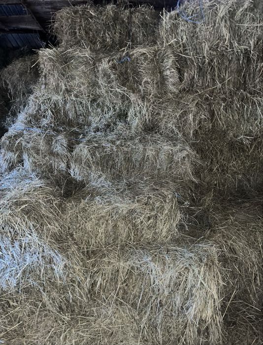 Vând 500 baloti, Rast Dolj