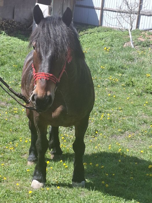 iapă de 3 ani de vânzare