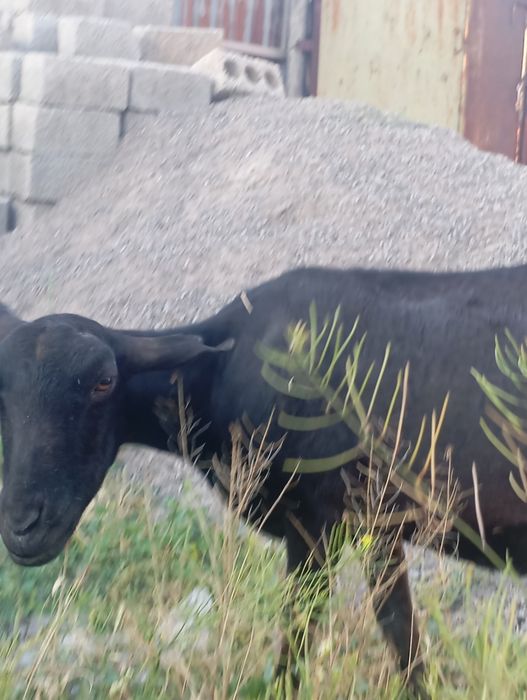 Echki sotiladi mursiyadan zodli echki 4 turishi 1 litr suti bor