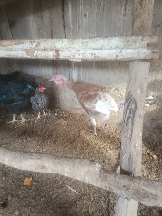 Продам индюки үндік