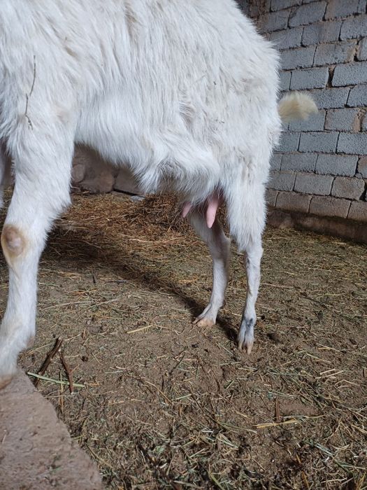 Занен ешкы сатлады