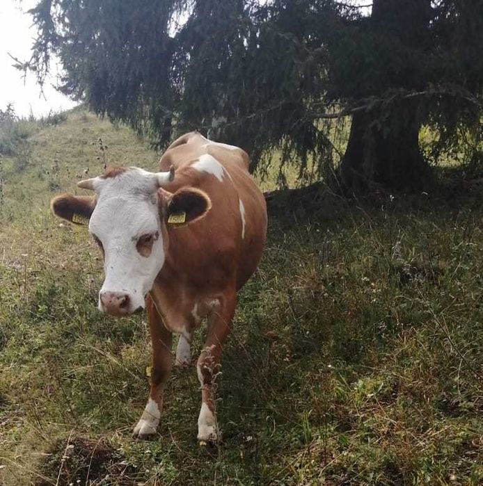 vând o vacă din cele două