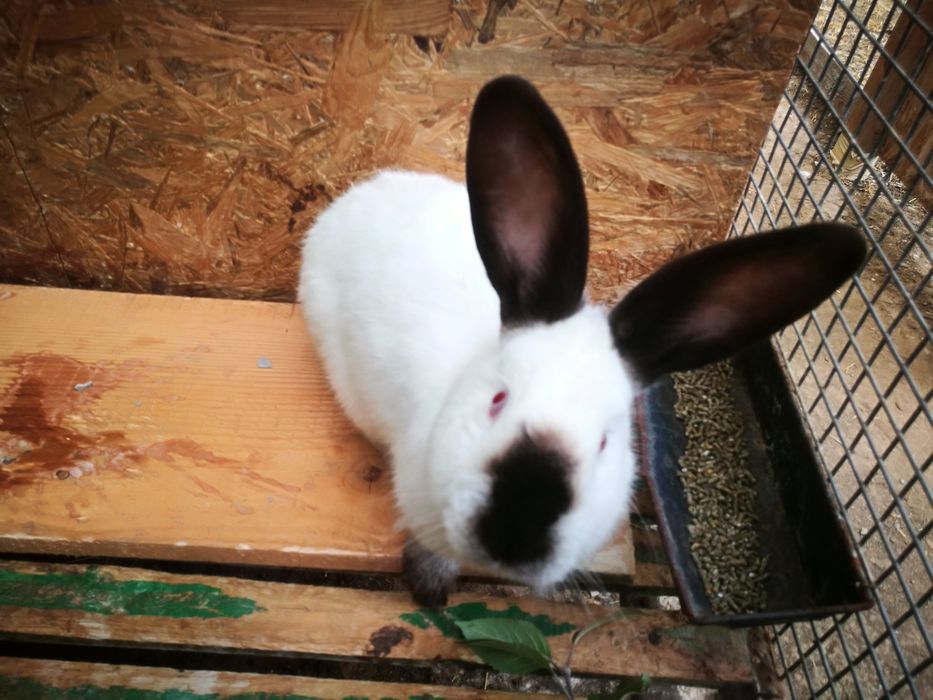 Vand iepuri californieni si fluture