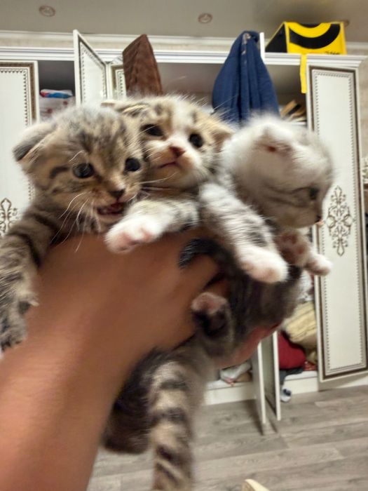 Котенок шотландский вислоухий