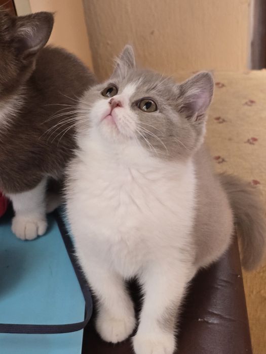 Британски котки късокосмести