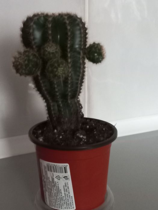 Кактус  Эхинопсис