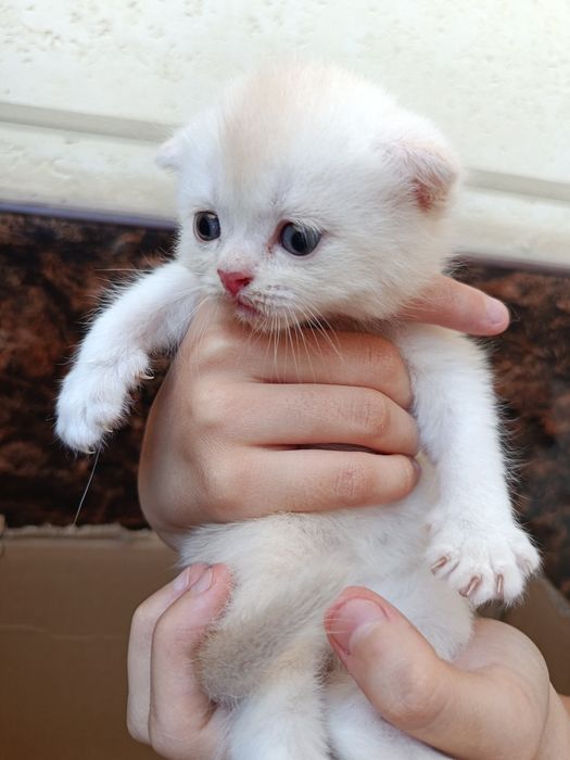 Котята Скоттиш фолд