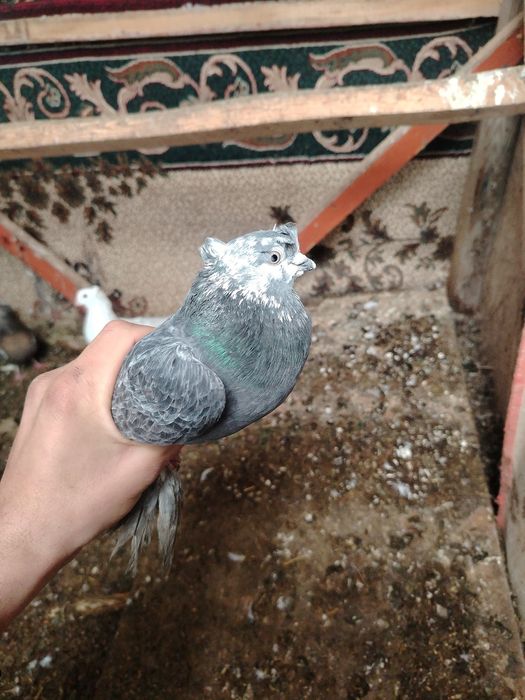 Кептер сатылады двух чуби