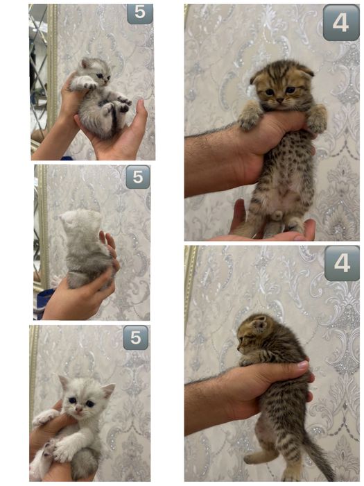 Скотиш фолд страйт