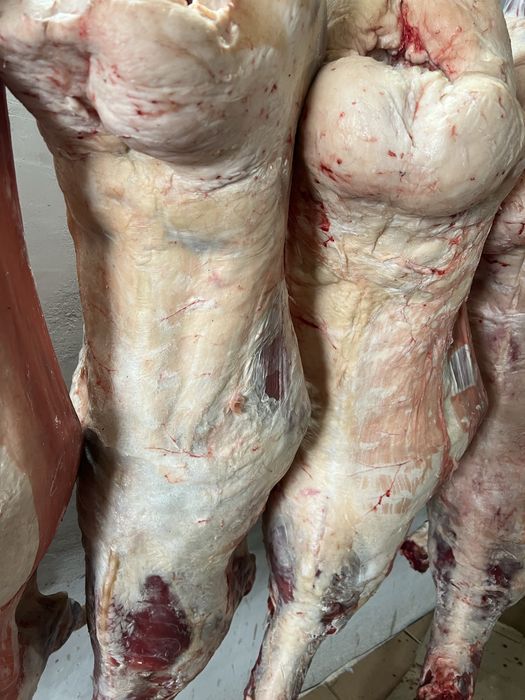 Продам мясо баранины упитанные