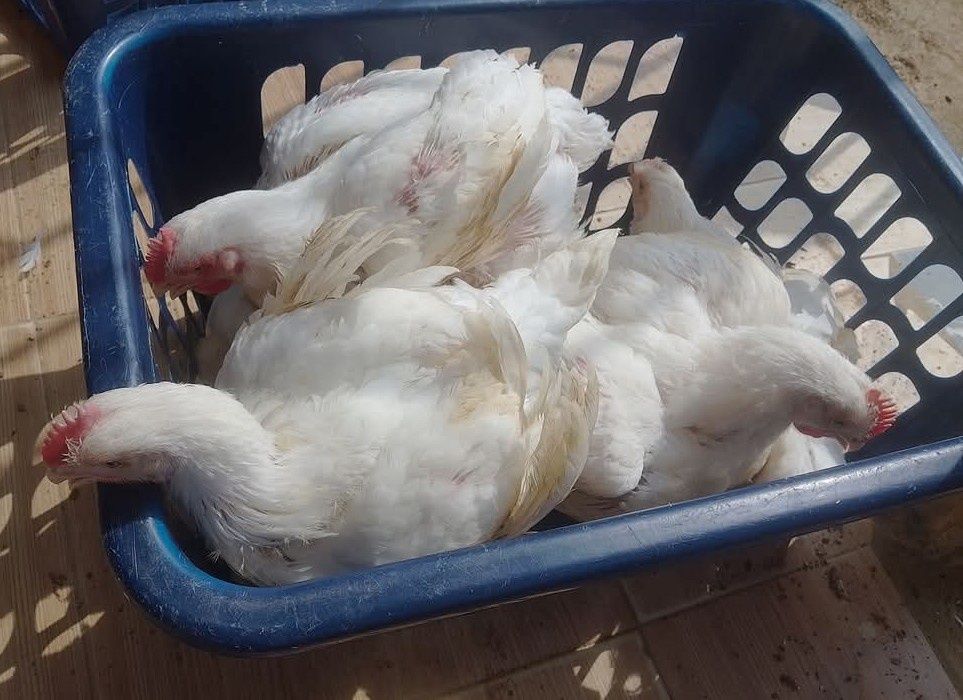 FERMA de pui Piatra Neamț SRL