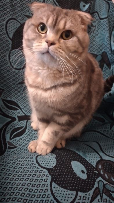 Продам котят.  Не дорого.