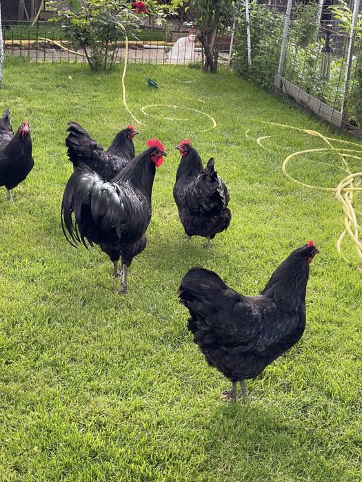 Australorp   Negru
