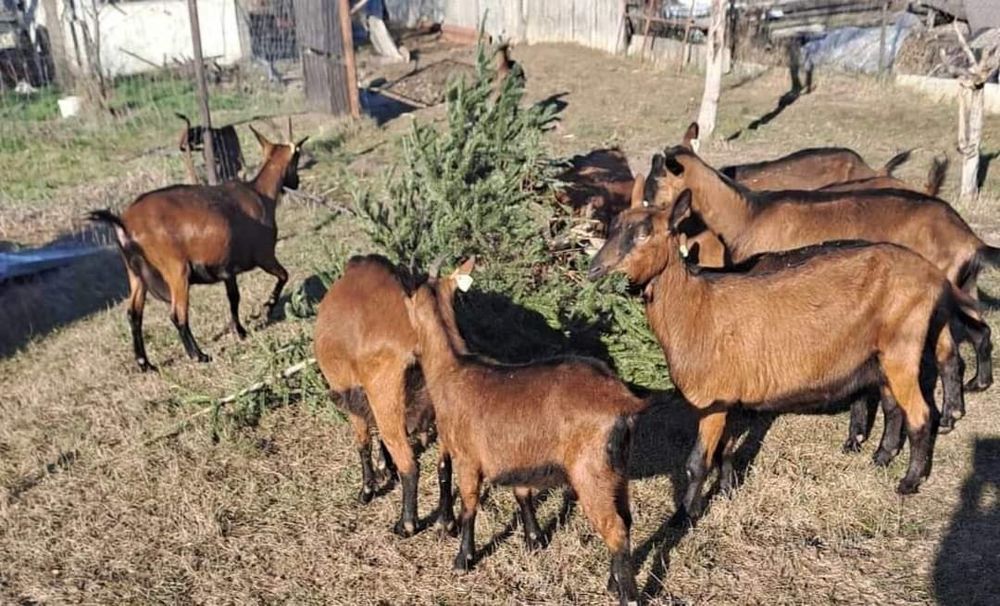 Capre alpine franceze cu pedigree