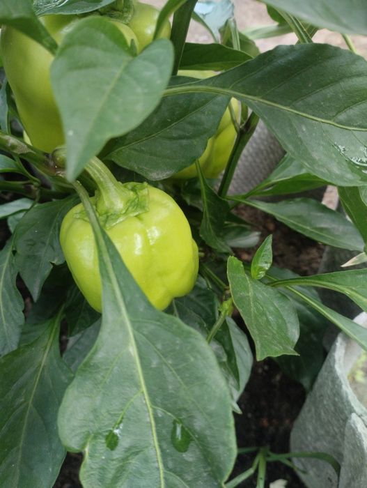 Продам  помидоры перец и баклажаны