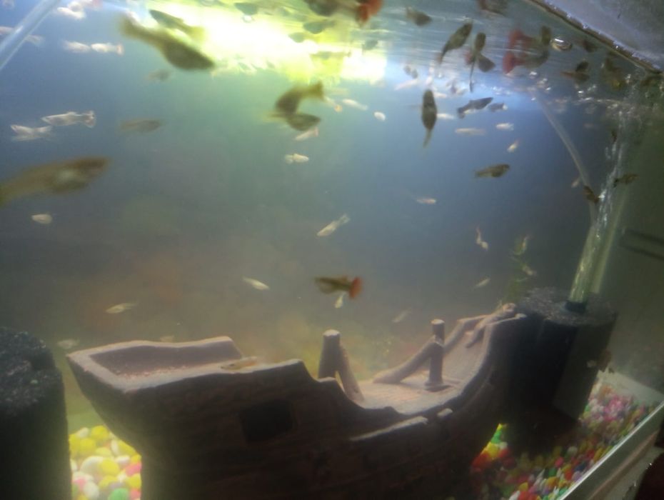 Новый уютный аквариум