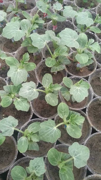 Разсад Дини Любимец