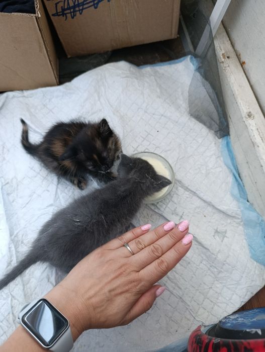 Пристраиваю котят