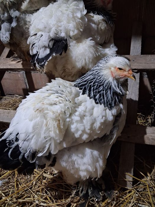 Vand gaini brahma.diferite  culori