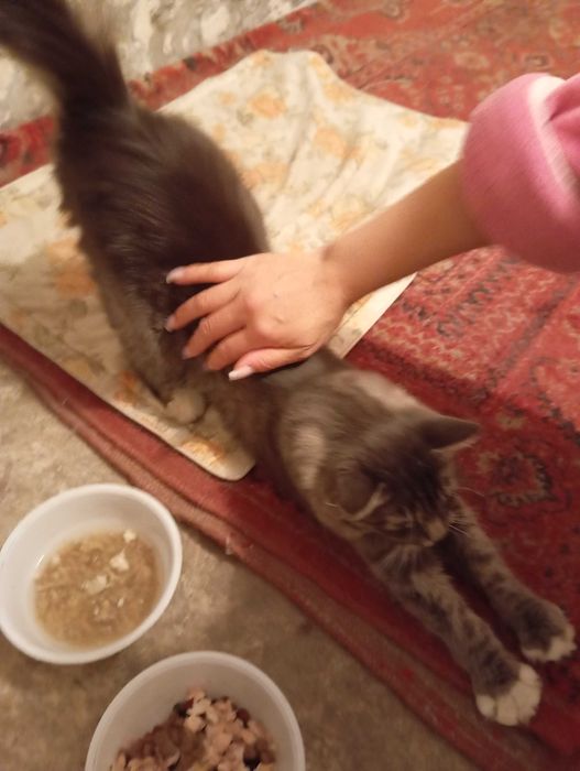 Кошка в добрые руки