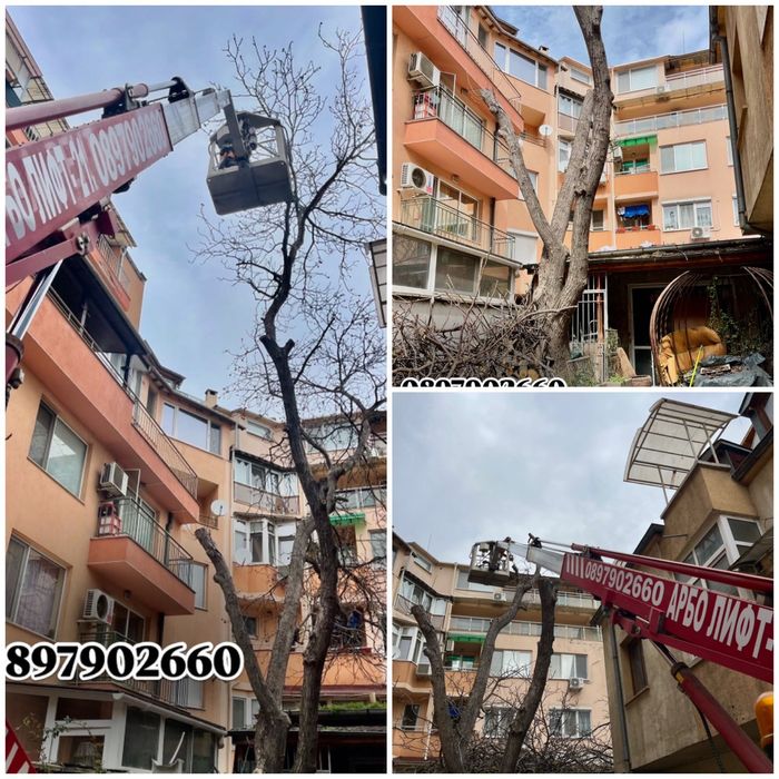 Професионално рязане на опасни дървета