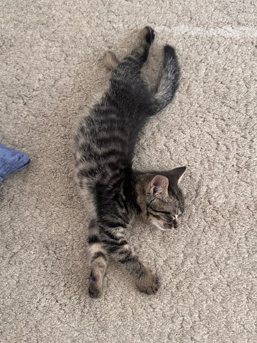 Ищу дом для котика