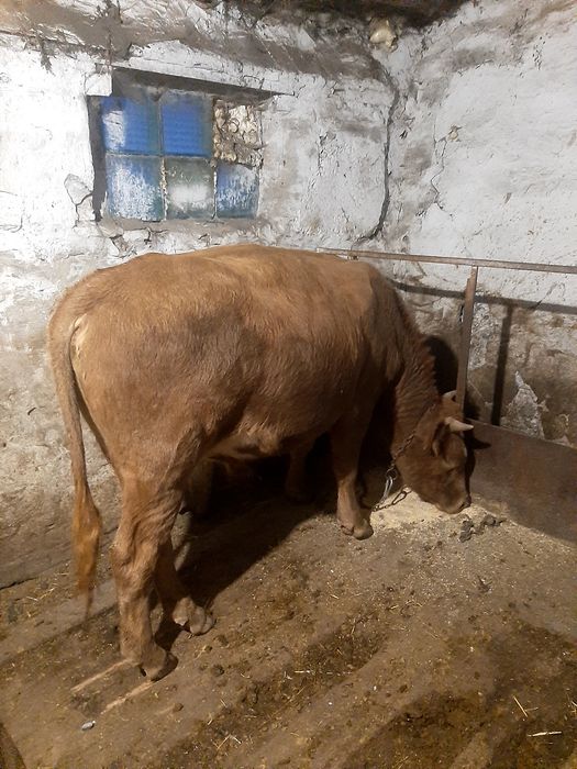 Продам быка 15 года