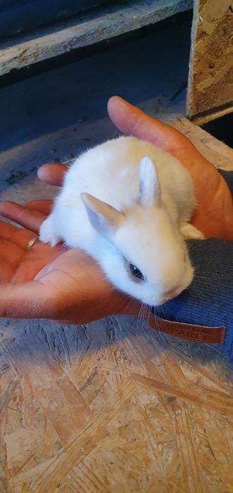 Iepurasi pitici de companie